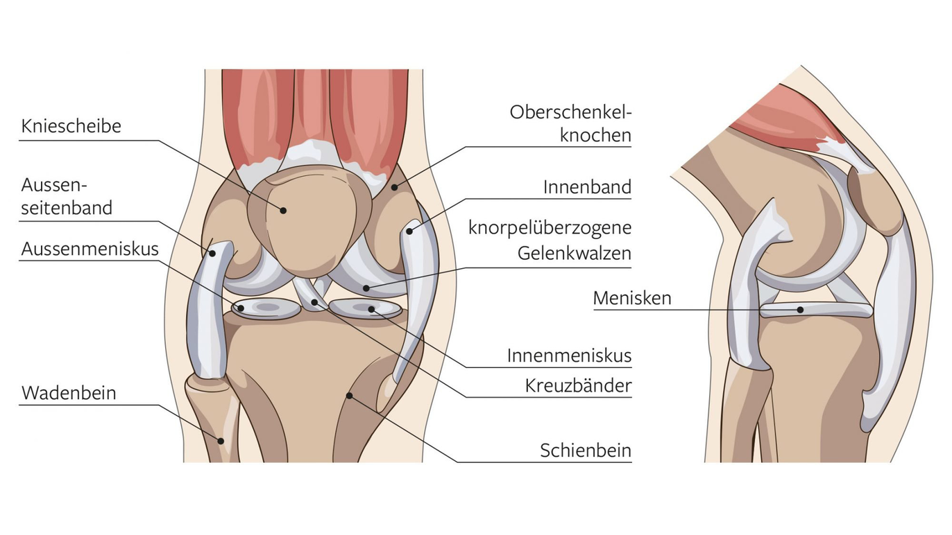 Meniskus Aufbau