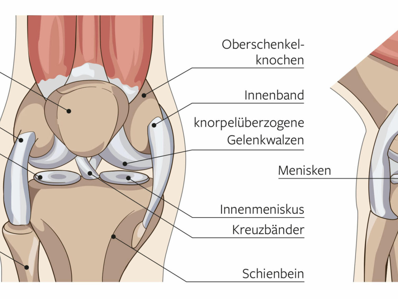 ksb_blog_meniskus_content-1-2048x950.jpg
