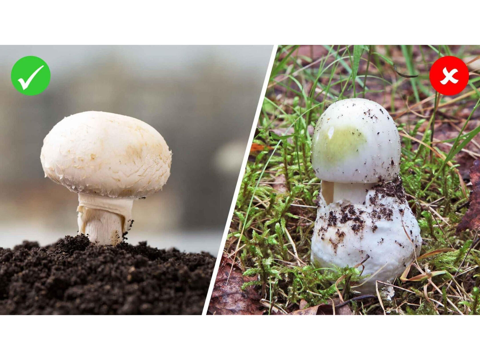 pilz