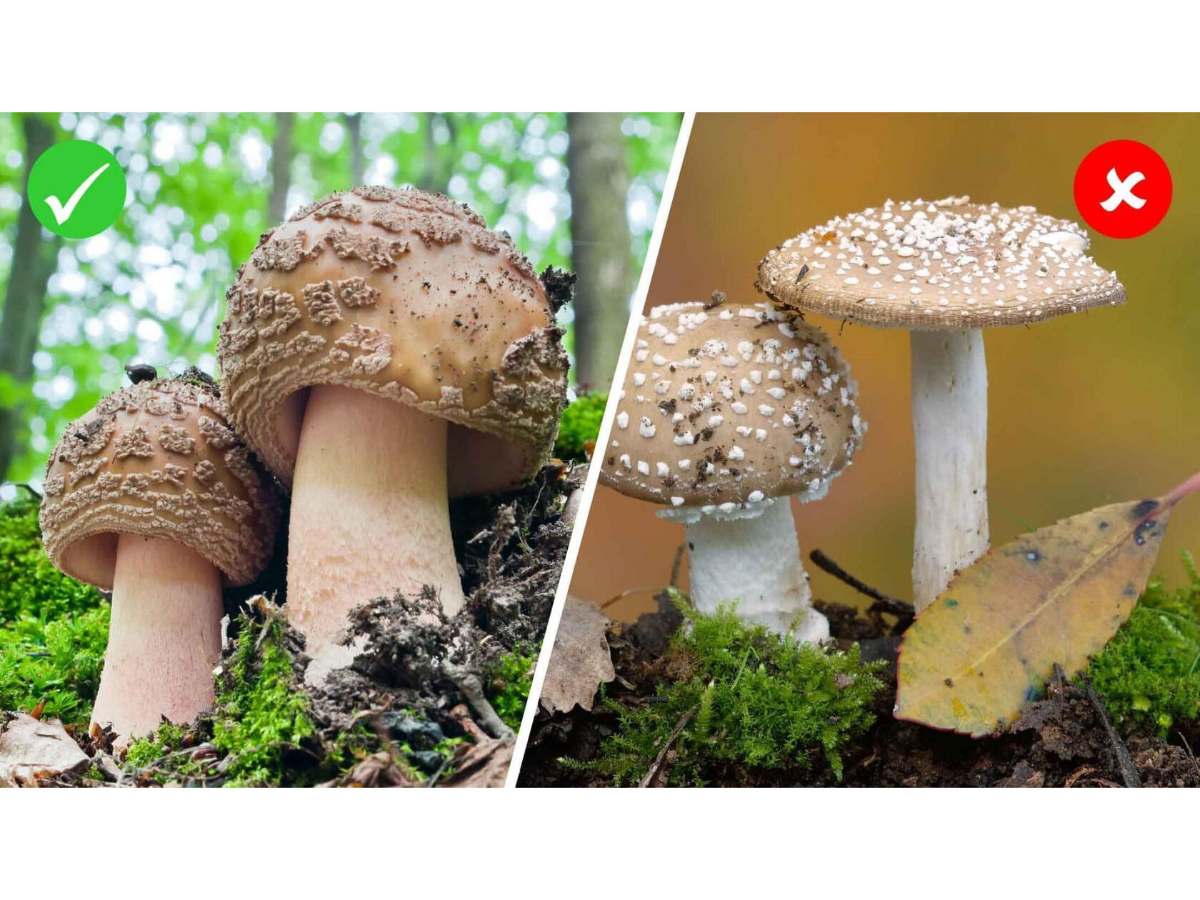 pilz