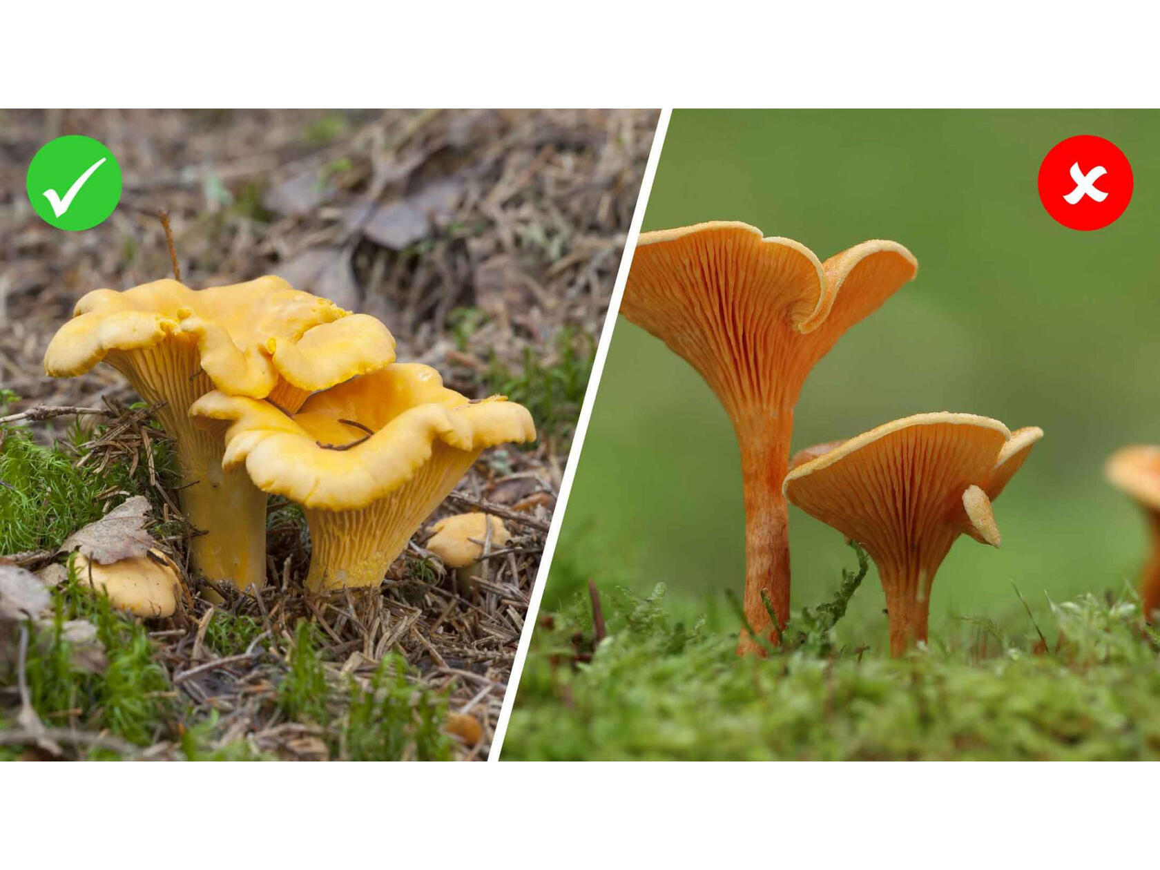 pilz