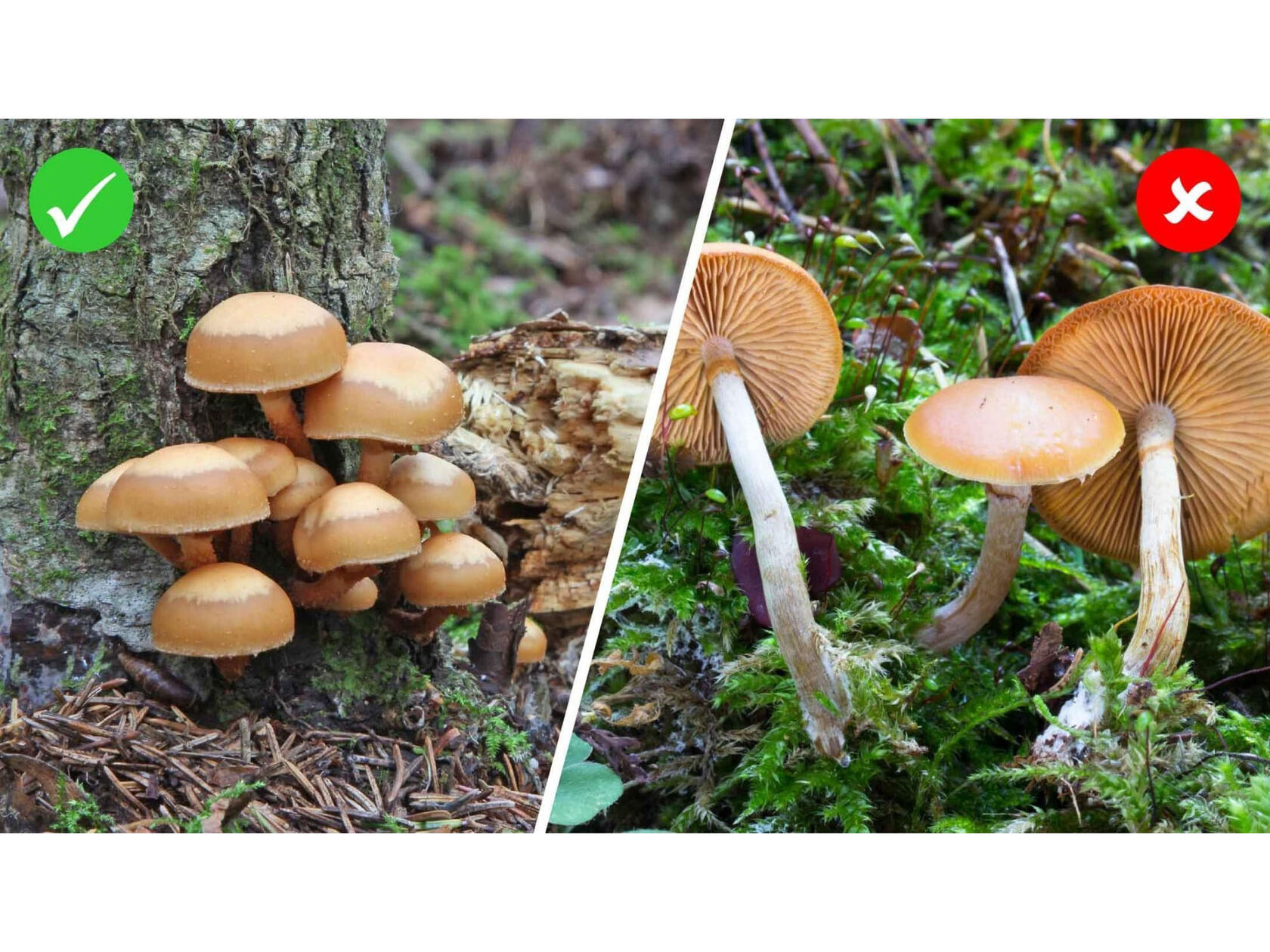 pilz