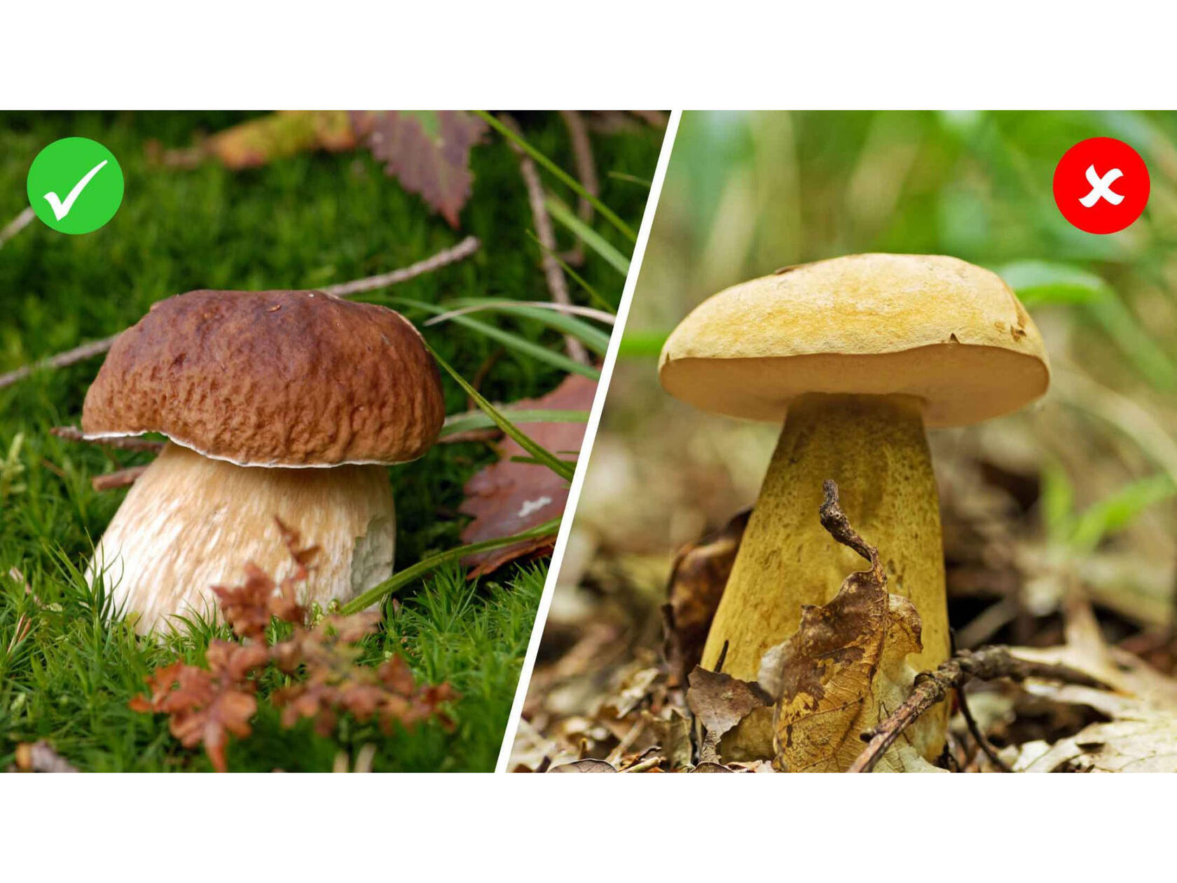 pilz