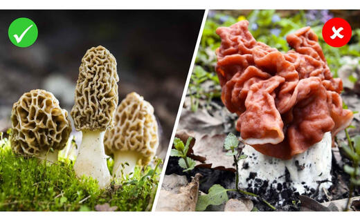 pilz