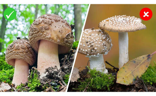 pilz