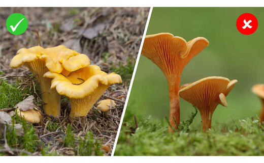 pilz