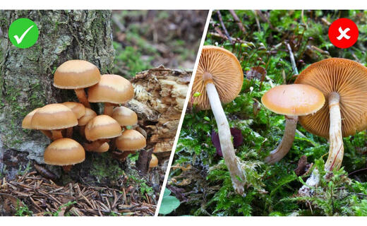 pilz