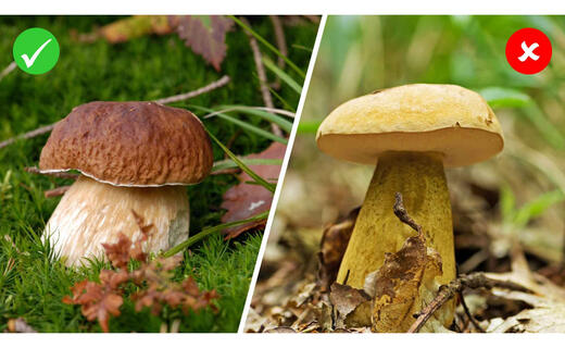 pilz