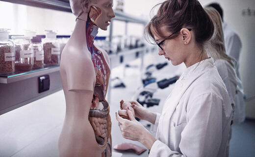 Ärztin übt an einem Anatomie-Modell