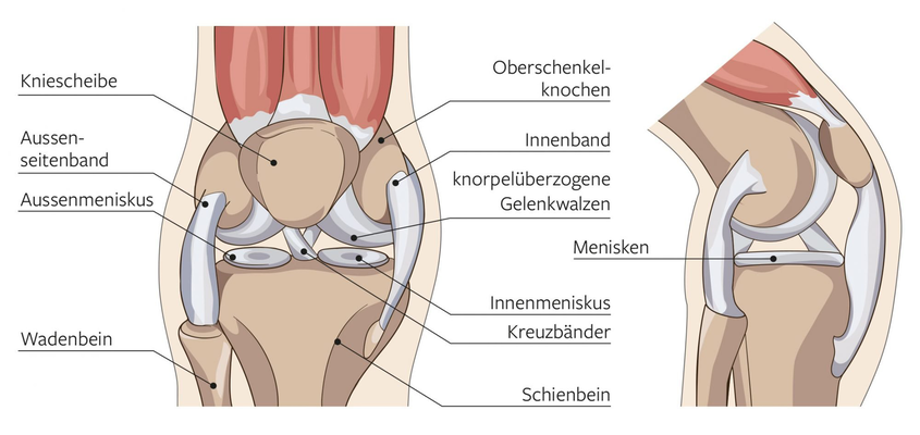 Meniskus Aufbau