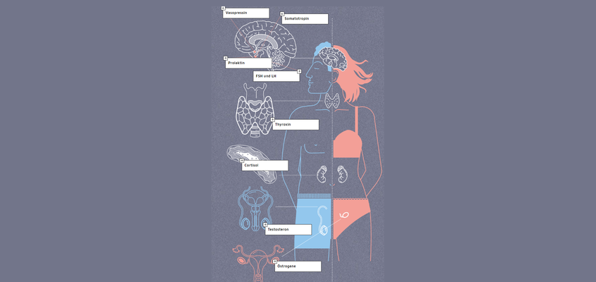 higlightbox hormone